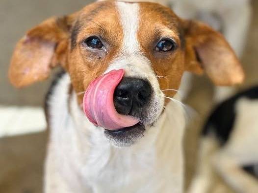 Adozione cane, maschio, Jack Russell Terrier Razza sconosciuta, 3 anni e 1 mese, taglia piccola, Crotone