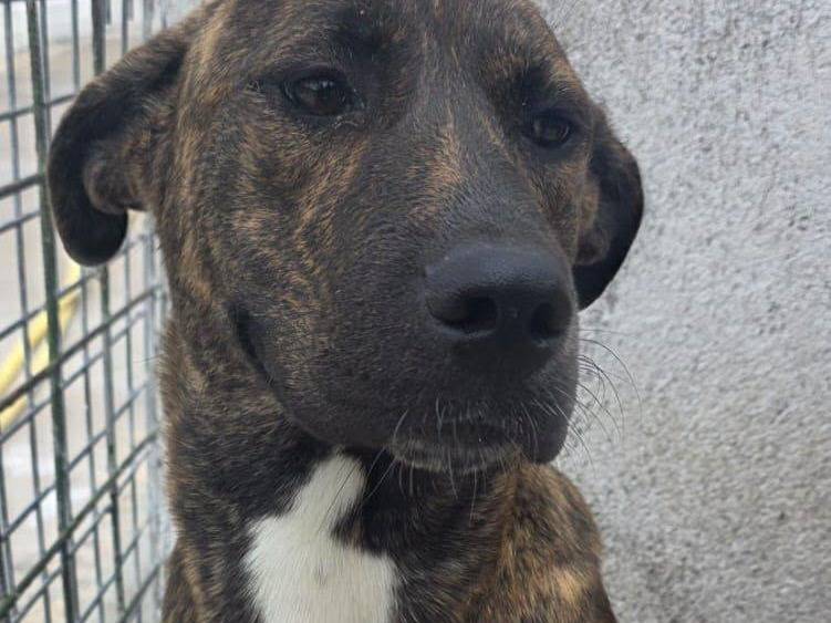 Adozione cane, femmina, Razza sconosciuta Razza sconosciuta, 9 mesi, taglia grande, Crotone