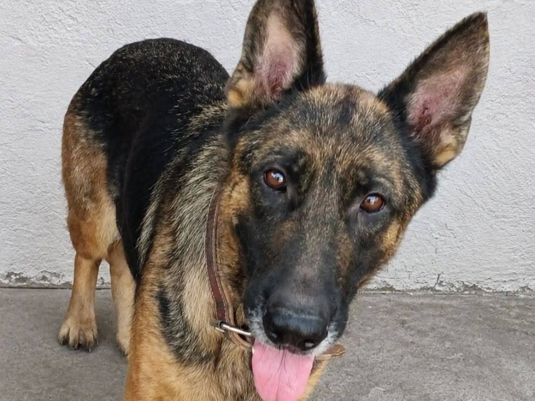 Adozione cane, femmina, Pastore tedesco Razza sconosciuta, 4 anni e 1 mese, taglia media, Crotone