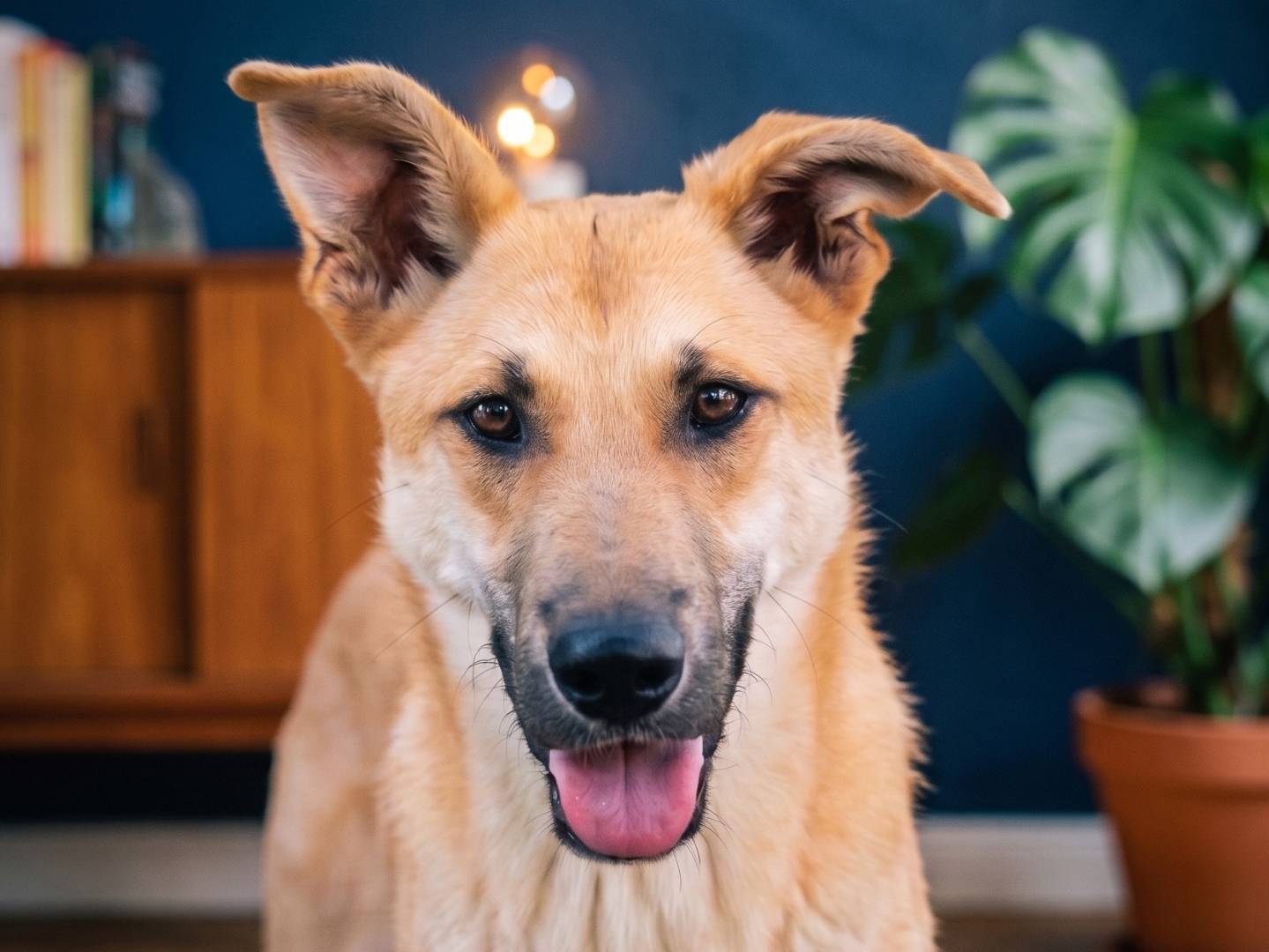 Adozione cane, maschio, Razza sconosciuta Razza sconosciuta, 1 anno e 2 mesi, taglia media, Brescia