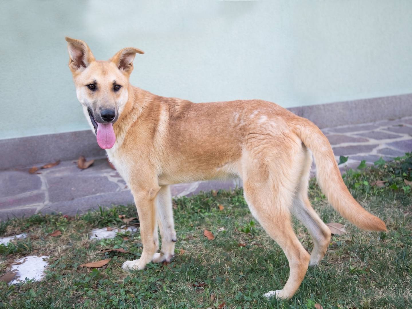 Adotta un cane, maschio, 1 anno e 2 mesi, Brescia