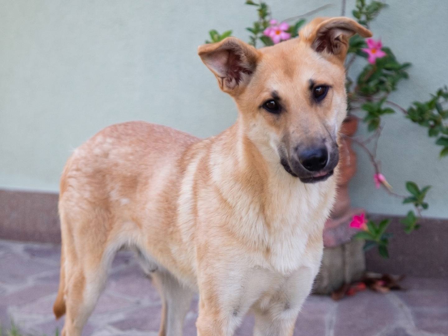 Vuoi adottare un cane a Brescia?