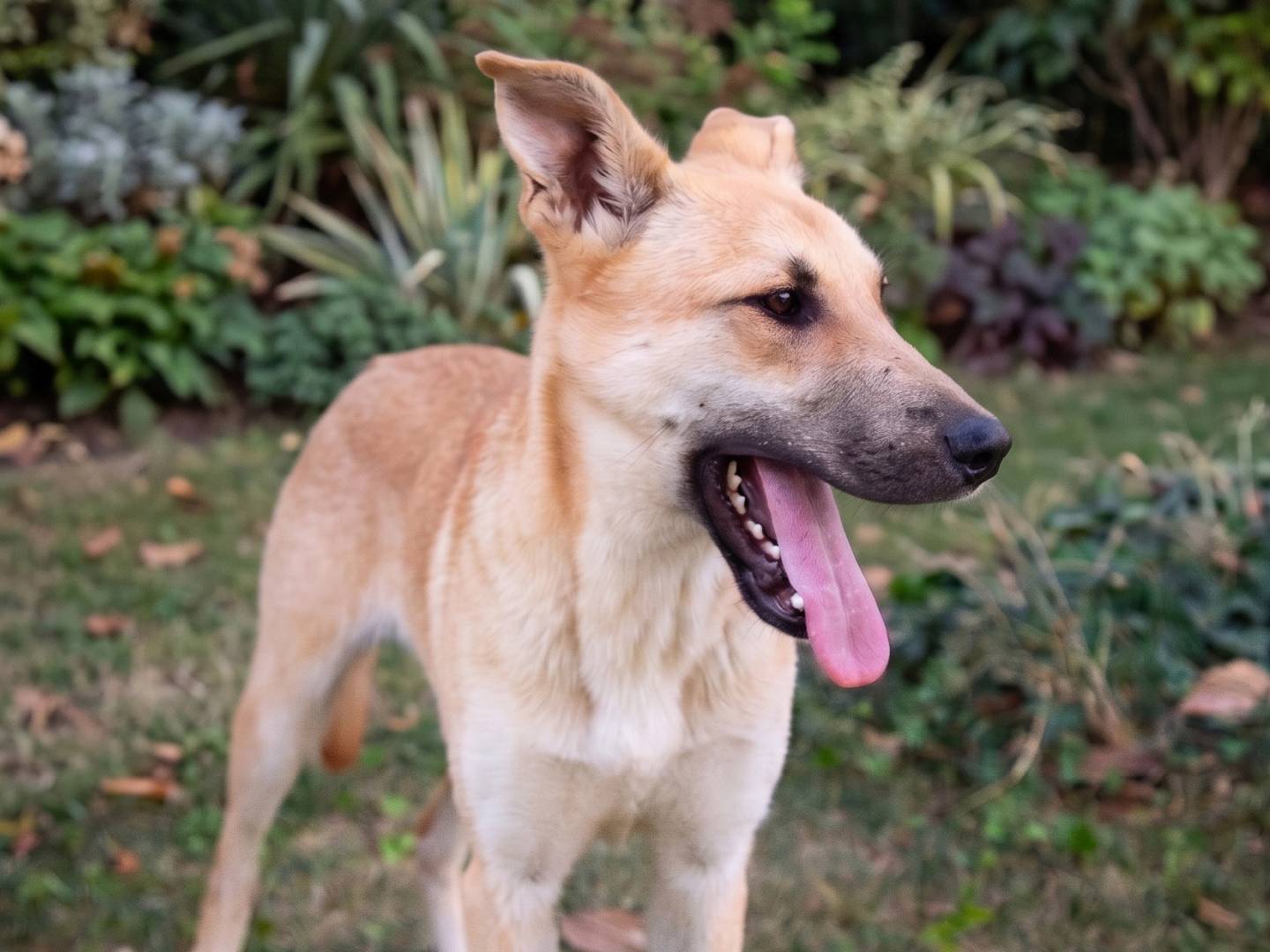 Adotta il cane MILO a Brescia