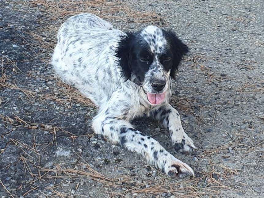 Adotta un cane, taglia media, femmina, Crotone