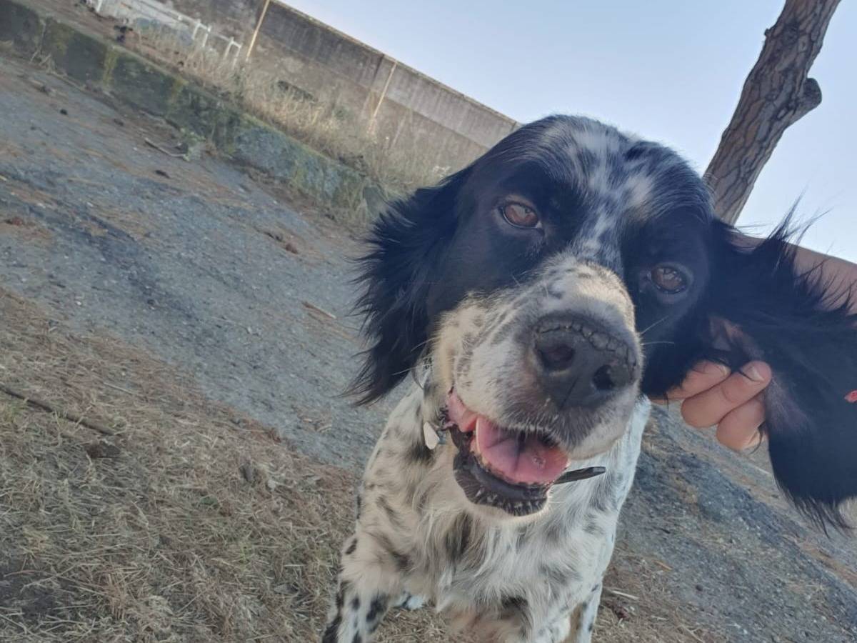 Vuoi adottare un cane a Crotone?