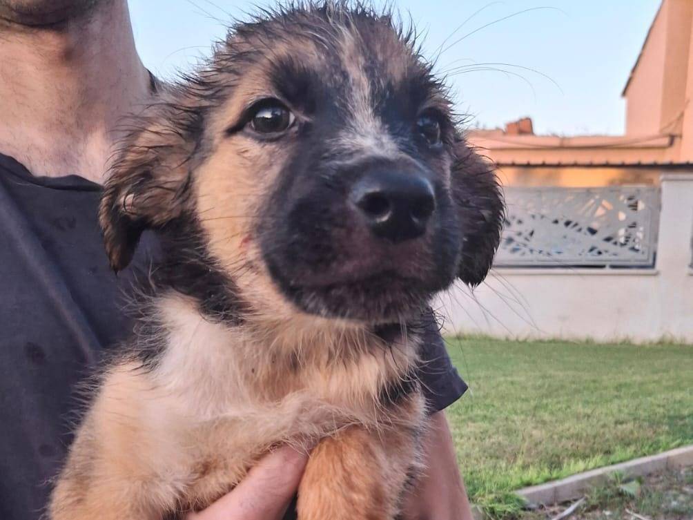 Adotta un cane, maschio, 2 mesi, Crotone