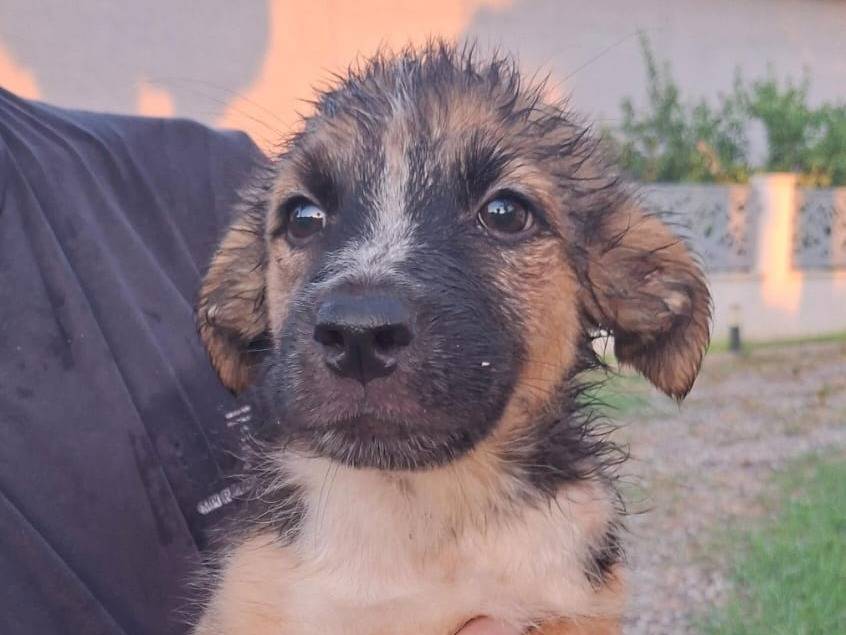 Adotta un cane, taglia media, maschio, Crotone