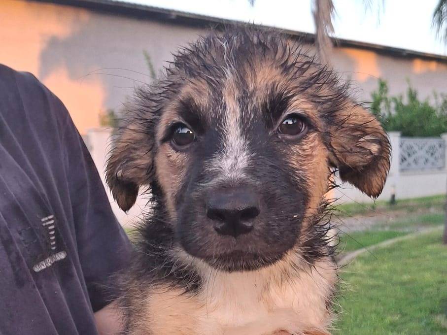 Vuoi adottare un cane a Crotone?