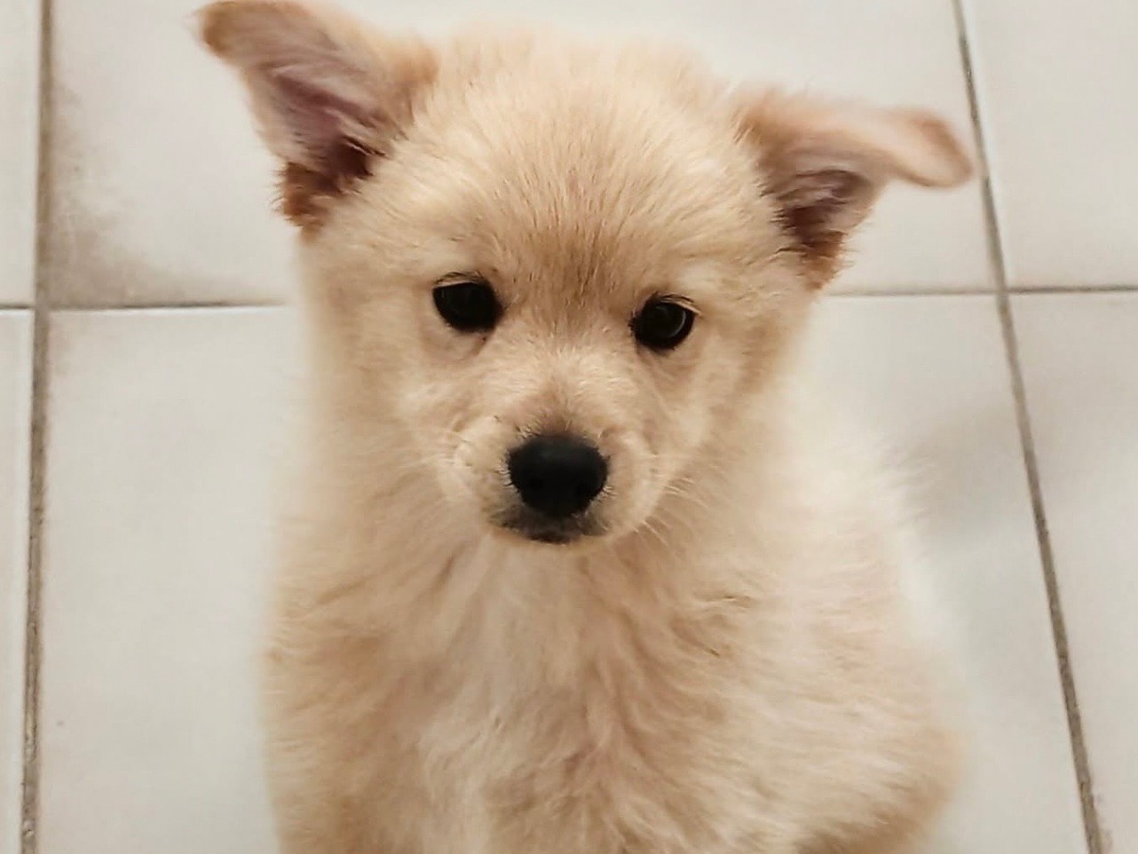 Adozione cane, maschio, Razza sconosciuta Razza sconosciuta, 3 mesi, taglia media contenuta, Bari