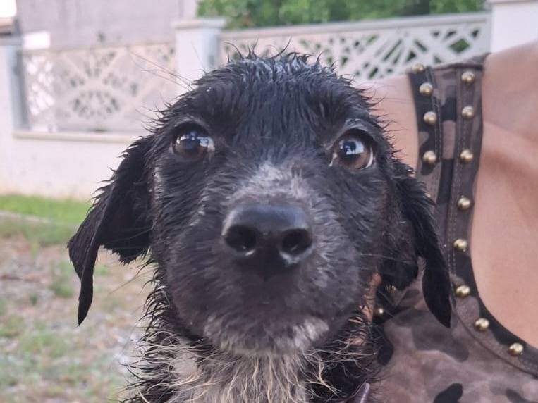 Adozione cane, femmina, Razza sconosciuta Razza sconosciuta, 2 mesi, taglia media, Crotone
