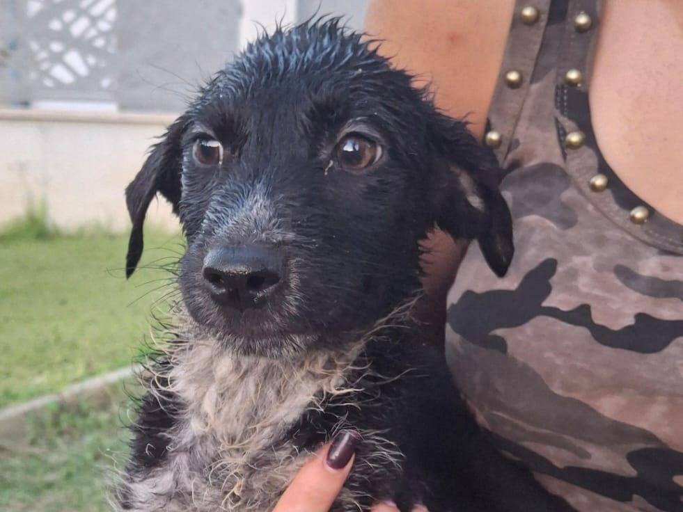 Adotta un cane, femmina, 2 mesi, Crotone