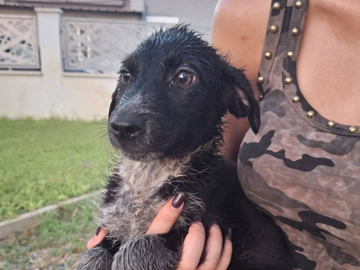 Adotta un cane, taglia media, femmina, Crotone