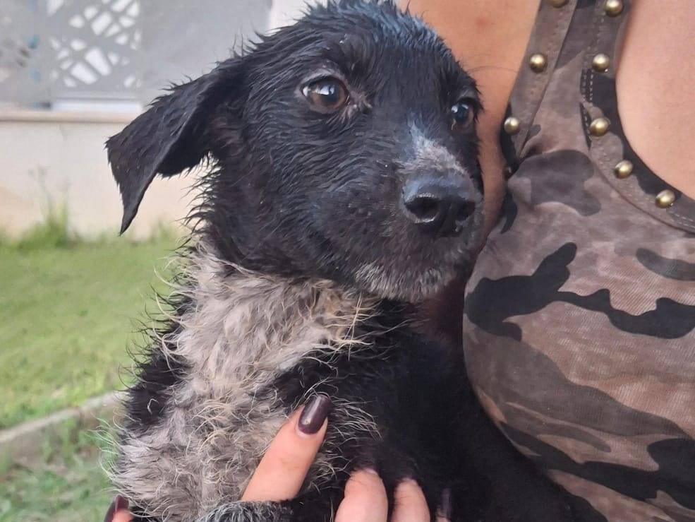 Vuoi adottare un cane a Crotone?