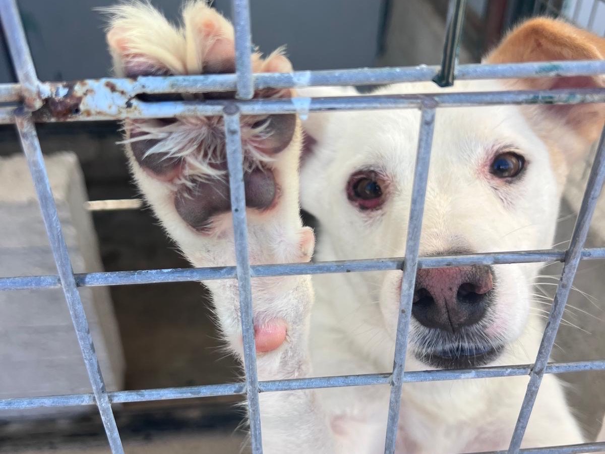 Adotta un cane, taglia media, maschio, Bari