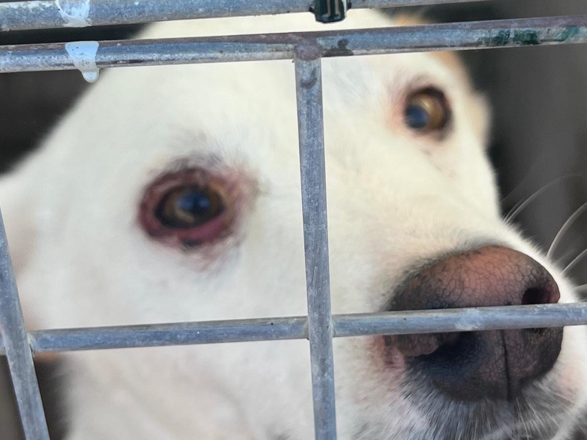 Vuoi adottare un cane a Bari?