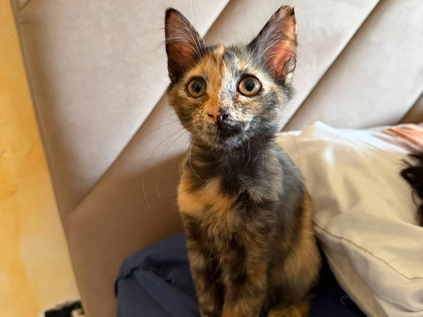 Adozione gatto, femmina, Razza sconosciuta Razza sconosciuta, 3 mesi, taglia non valida, Latina