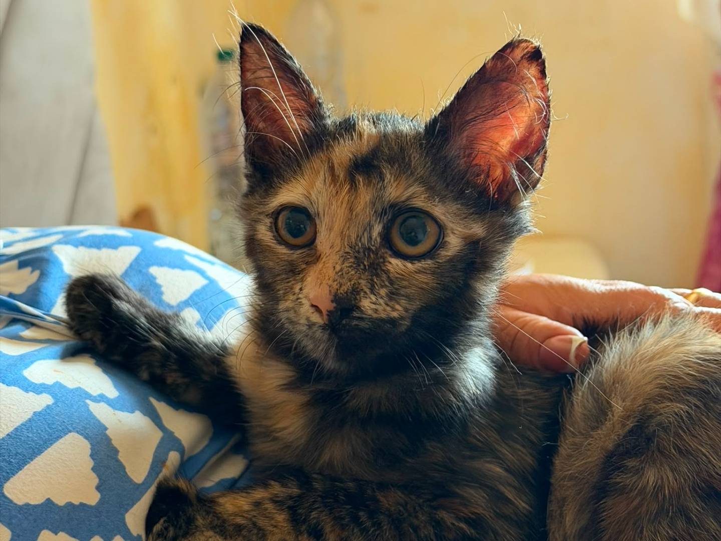 Adotta un gatto, taglia non valida, femmina, Latina