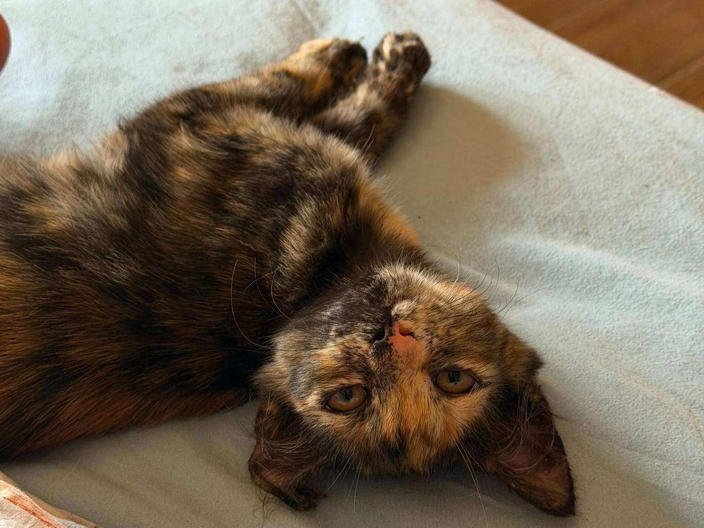 Adotta il gatto ARTEMISE a Latina