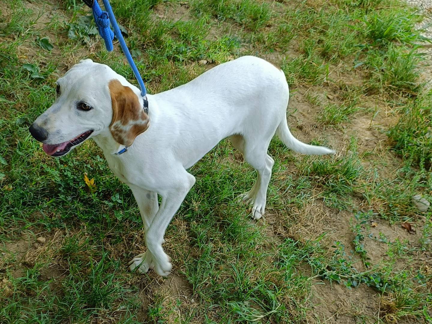 Adotta un cane, taglia media contenuta, maschio, Lecco