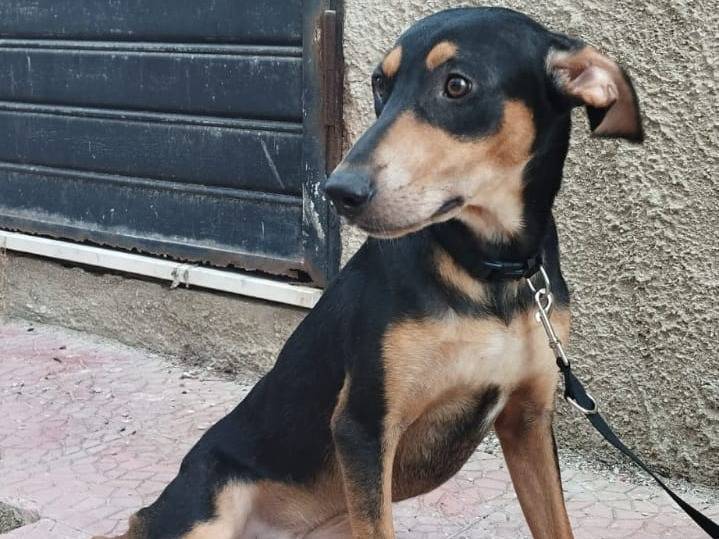 Adotta un cane, maschio, 1 anno e 2 mesi, Bergamo