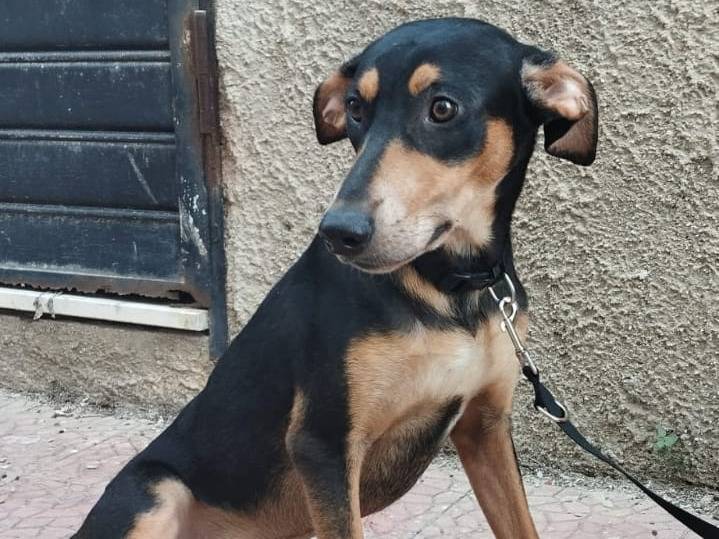 Adotta un cane, taglia media, maschio, Bergamo