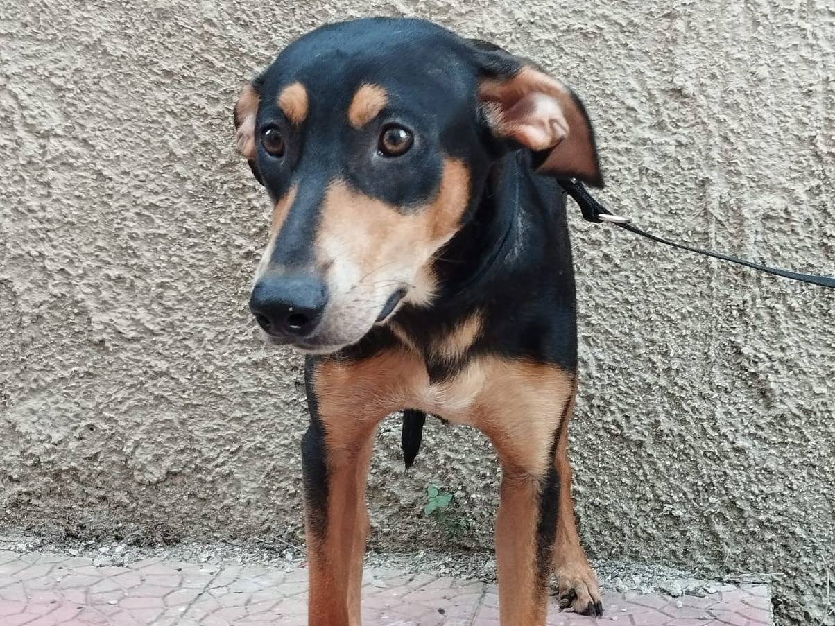 Vuoi adottare un cane a Bergamo?