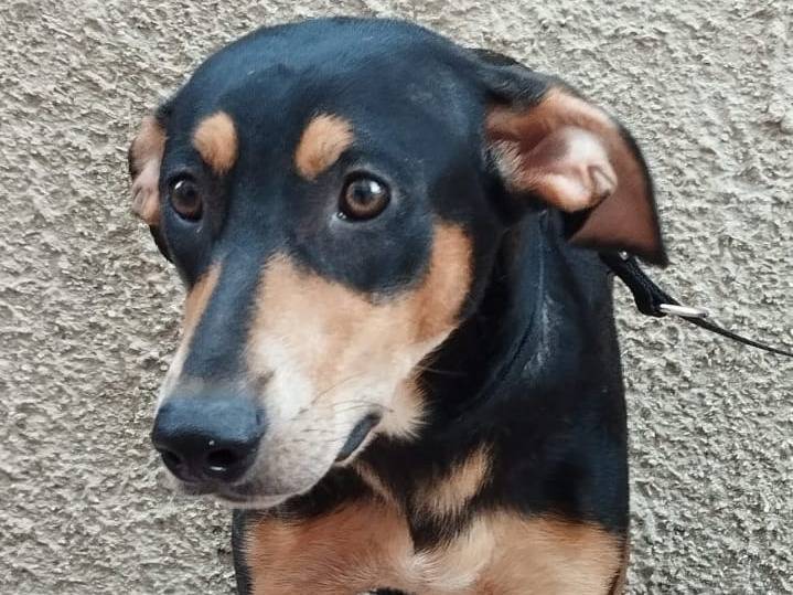Adotta il cane LEONE a Bergamo