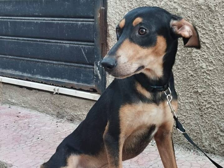 Vuoi adottare un cane a Bergamo?