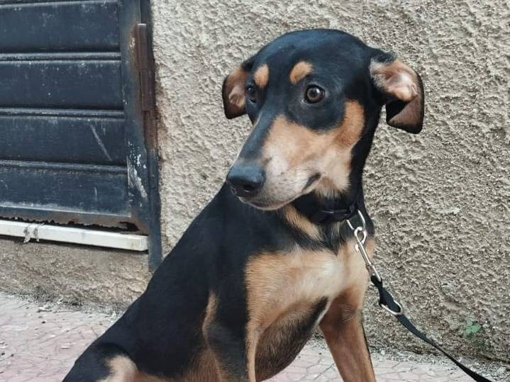 Adotta il cane leone a Bergamo