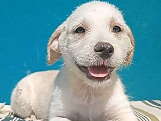 Adotta un cane, taglia media, femmina, Modena