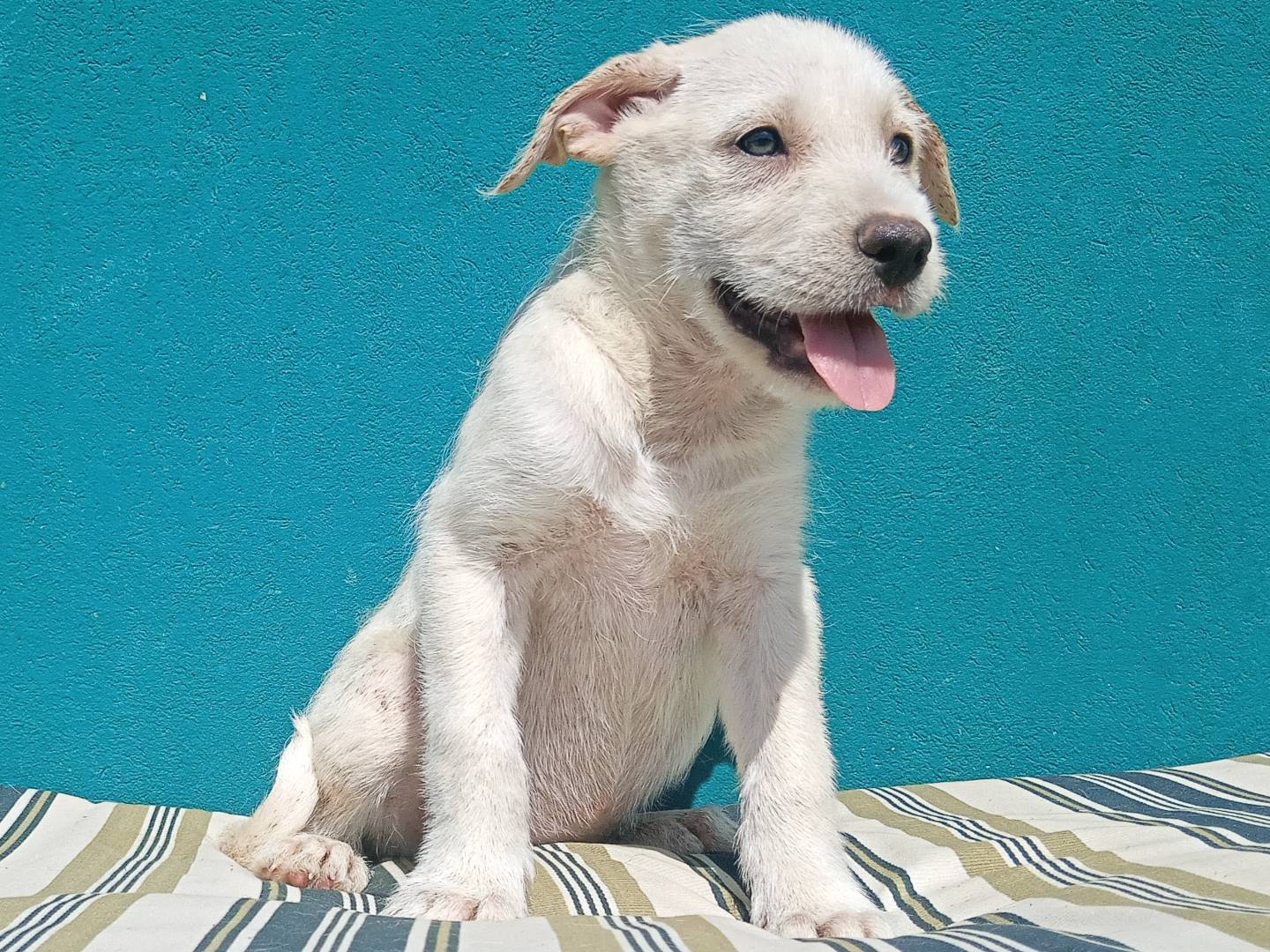 Adozione cane, femmina, Spinone Razza sconosciuta, 2 mesi, taglia media, Modena