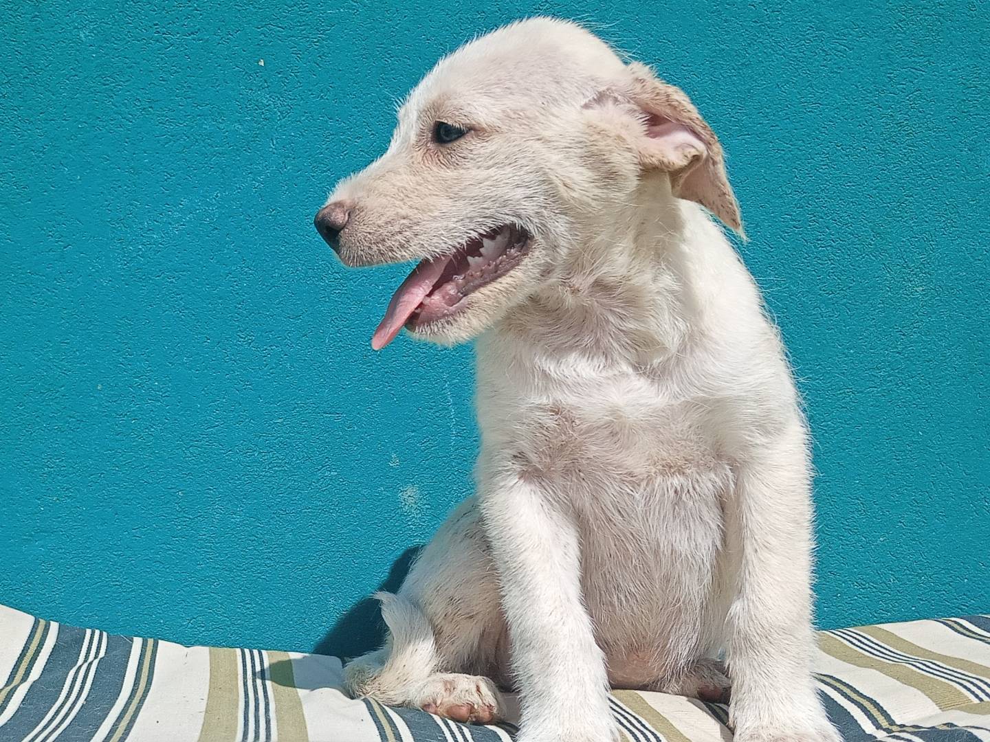 Vuoi adottare un cane a Modena?