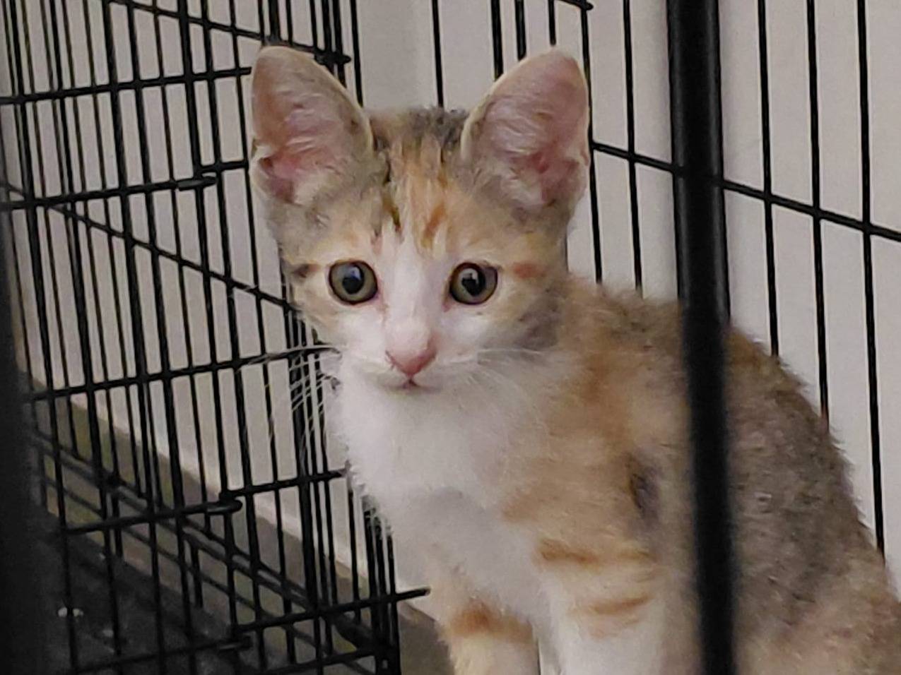 Adotta un gatto, femmina, 2 mesi, Catanzaro