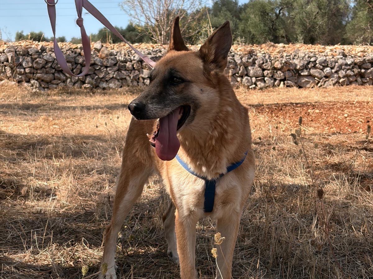 Adotta un cane, taglia media, femmina, Taranto