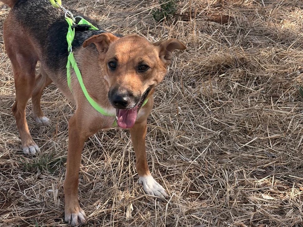 Adozione cane, femmina, Razza sconosciuta Razza sconosciuta, 2 anni e 2 mesi, taglia media, Taranto
