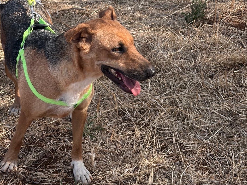 Adotta un cane, femmina, 2 anni e 2 mesi, Taranto