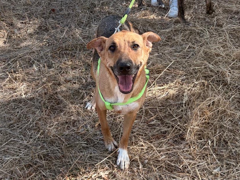 Adotta un cane, taglia media, femmina, Taranto