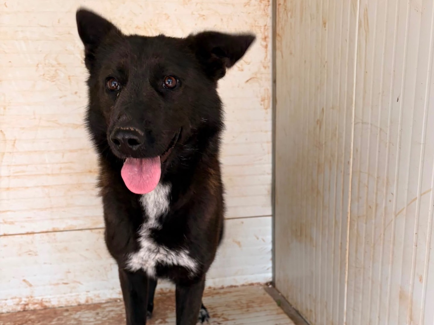 Adozione cane, femmina, Razza sconosciuta Razza sconosciuta, 2 anni e 4 mesi, taglia media contenuta, Taranto