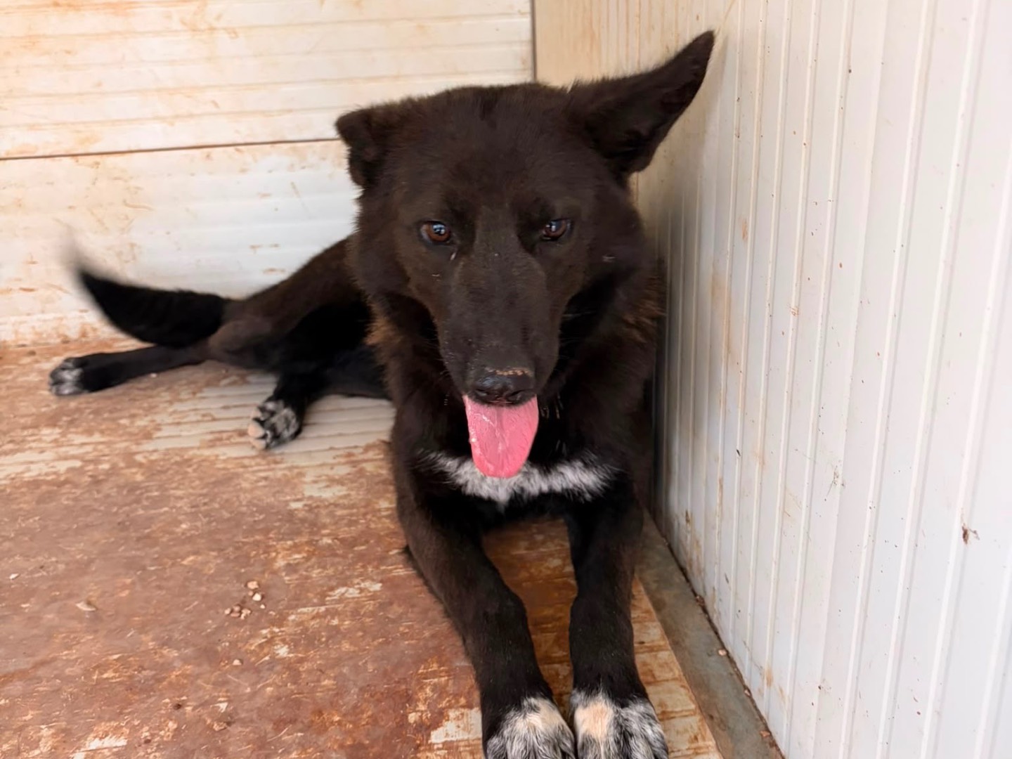 Adotta un cane, femmina, 2 anni e 4 mesi, Taranto