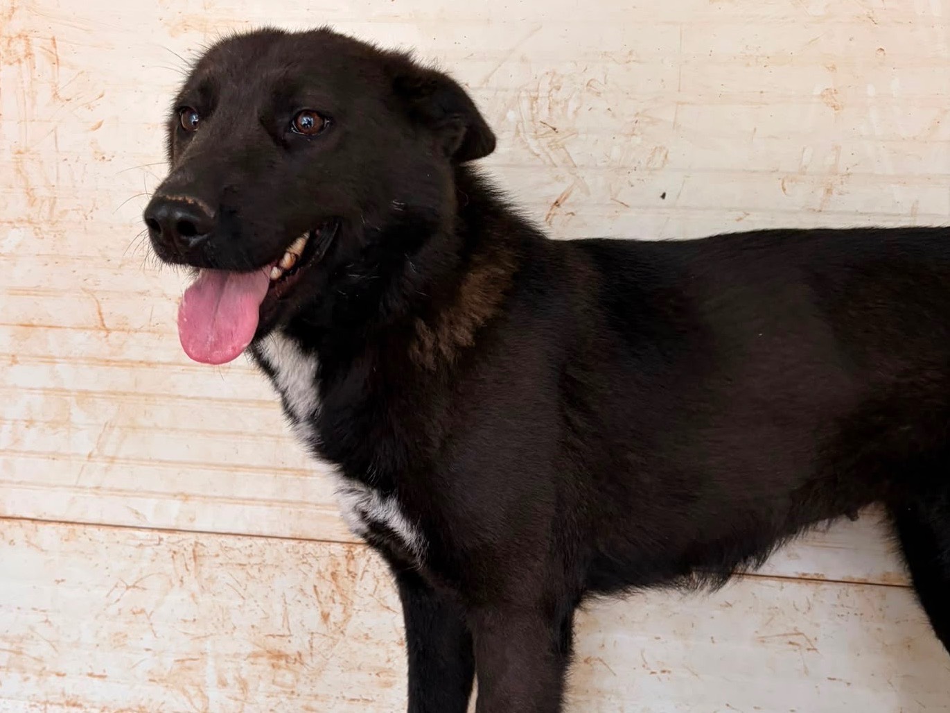 Adotta un cane, taglia media contenuta, femmina, Taranto