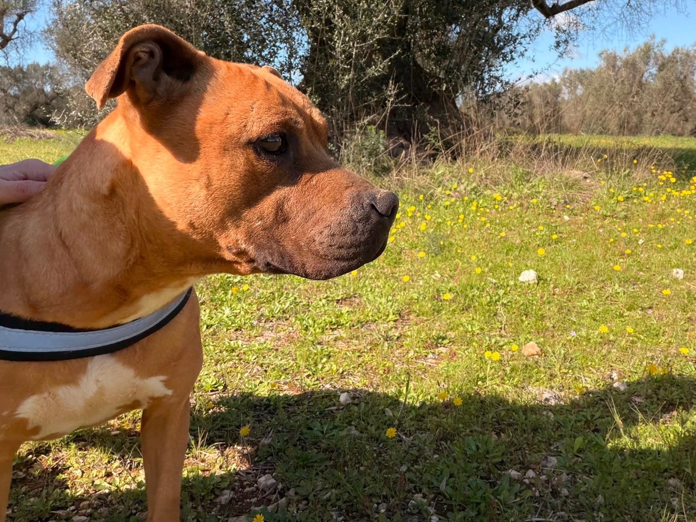 Adotta un cane, femmina, 4 anni e 3 mesi, Taranto