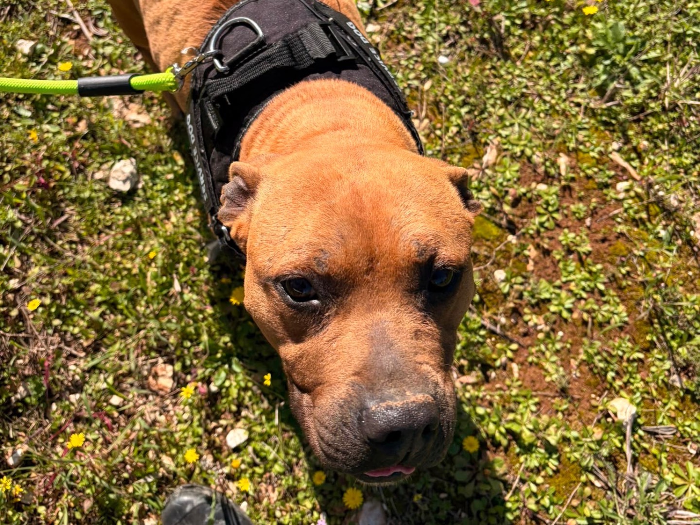 Vuoi adottare un cane a Taranto?