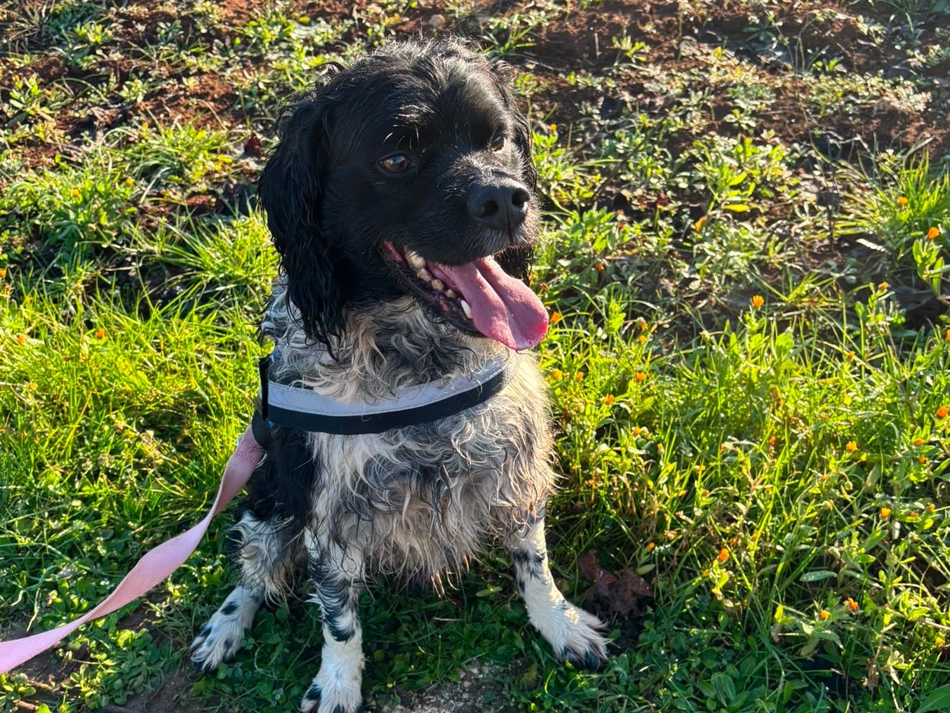 Adotta un cane, maschio, 5 anni e 11 mesi, Taranto