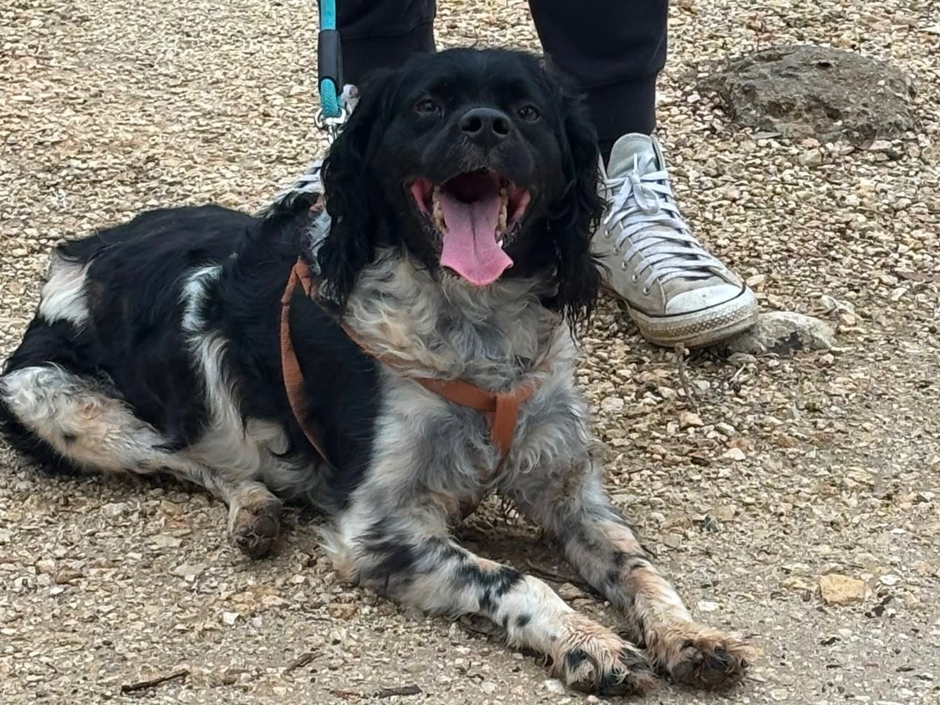 Adotta un cane, taglia media, maschio, Taranto