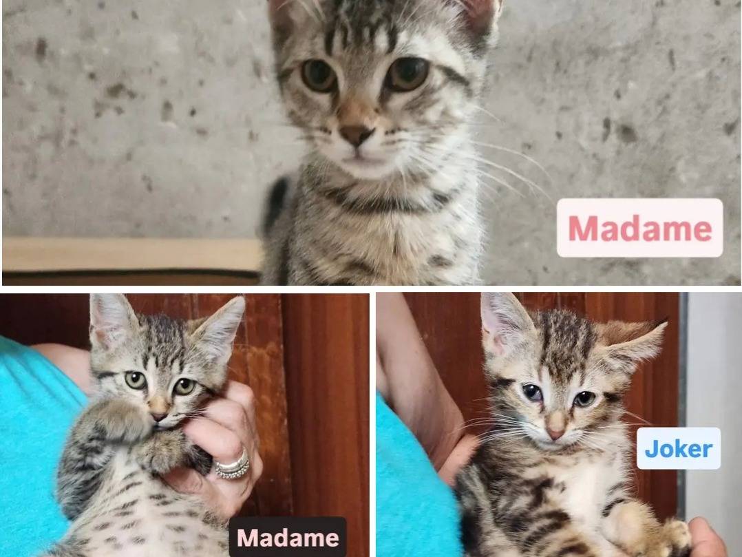 Adozione gatto, femmina, Razza sconosciuta Razza sconosciuta, 2 mesi, taglia non valida, Cosenza