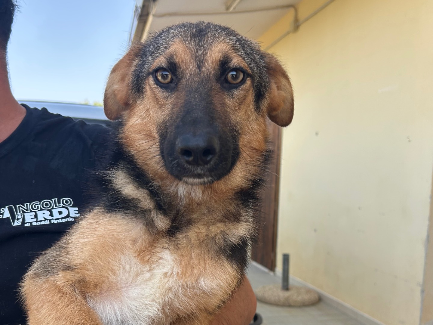 Adozione cane, maschio, Razza sconosciuta Razza sconosciuta, 1 anno e 1 mese, taglia media contenuta, Sud