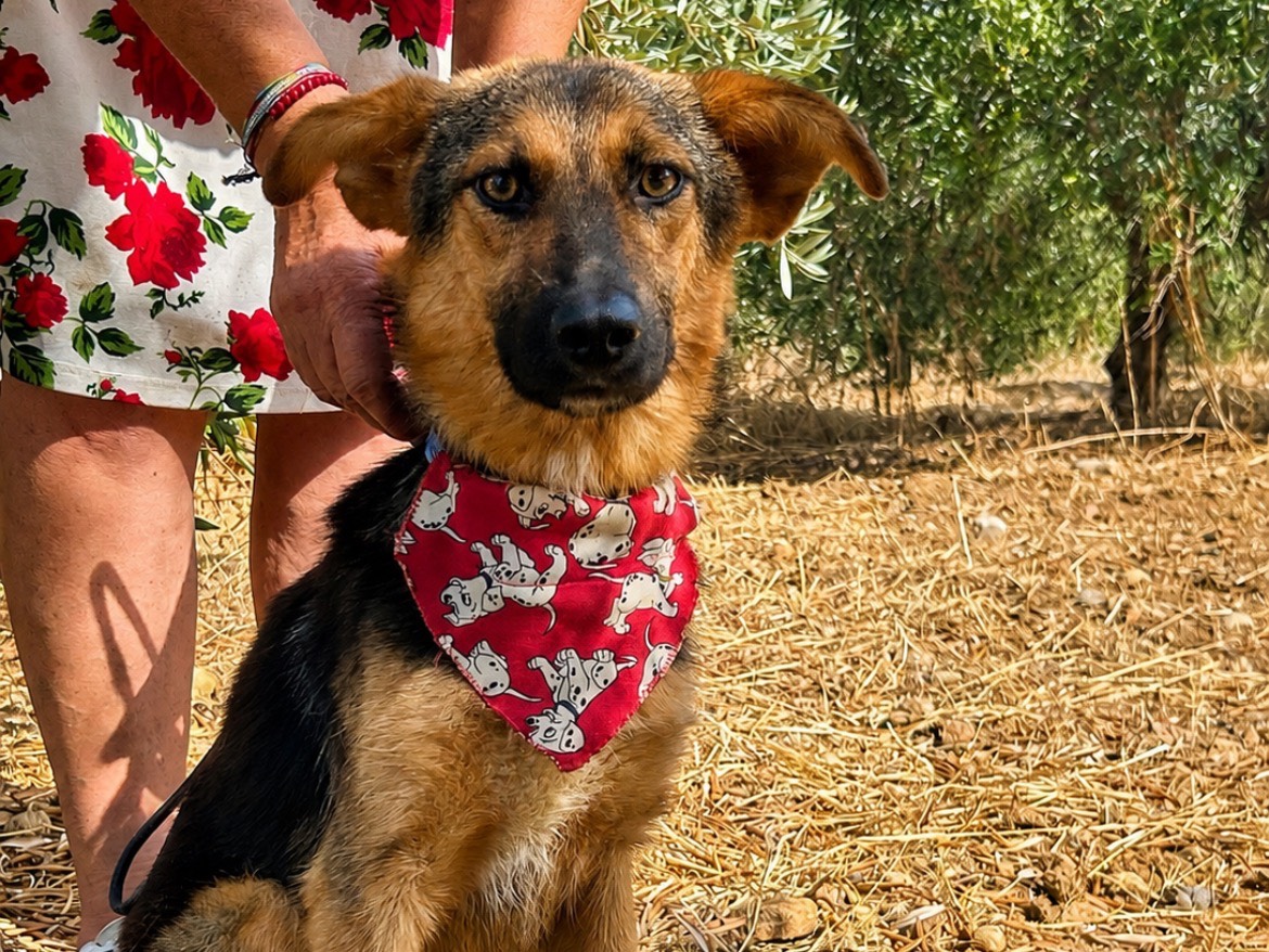 Adotta un cane, maschio, 1 anno e 1 mese, Sud