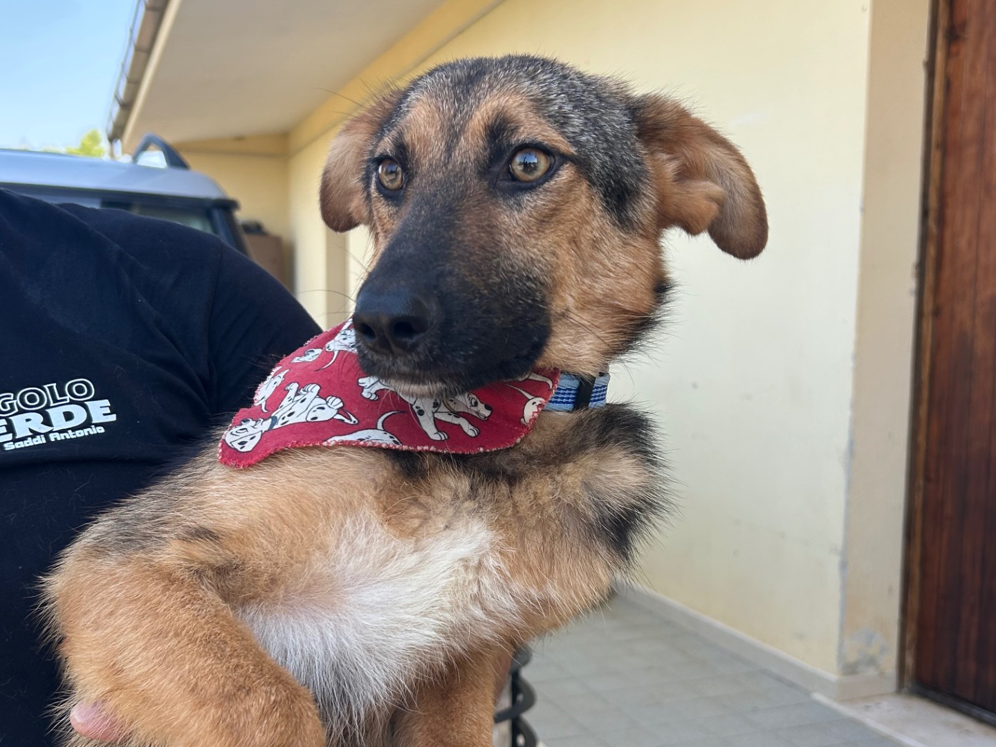 Adotta un cane, taglia media contenuta, maschio, Sud