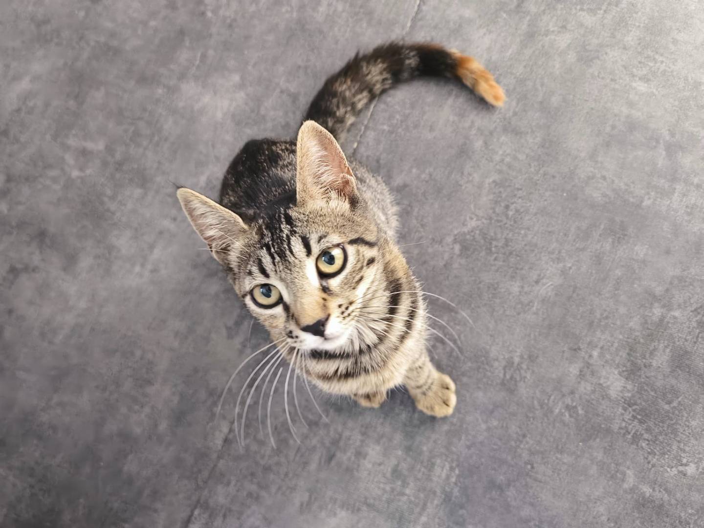 Adotta un gatto, femmina, 4 mesi, Bari