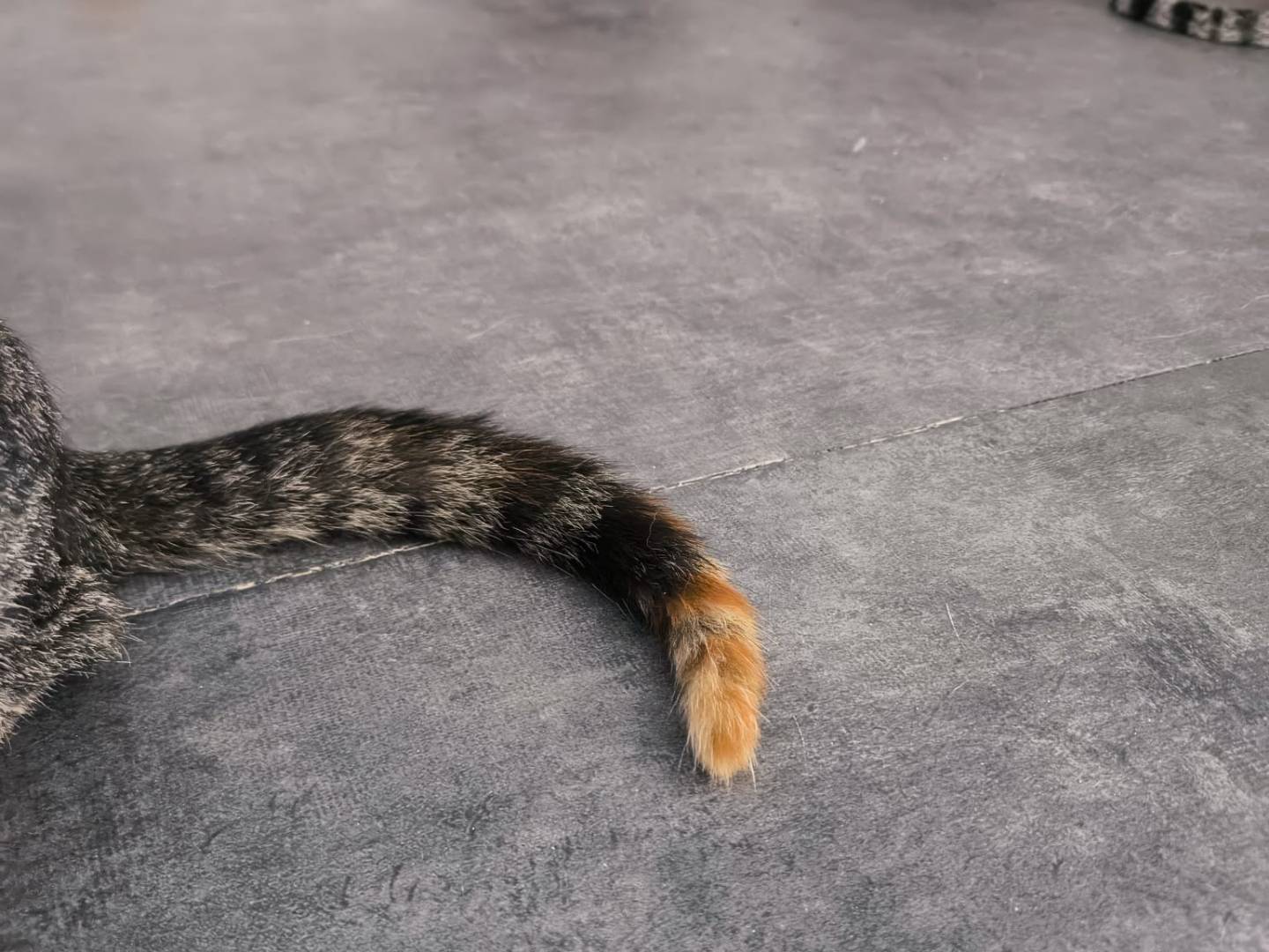Adotta un gatto, taglia non valida, femmina, Bari